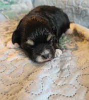 Female #2, a female Havanese and Poodle - Toy  for sale in Griffin, GA – 6 of 9