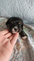 Female #2, a female Havanese and Poodle - Toy  for sale in Griffin, GA – 4 of 9