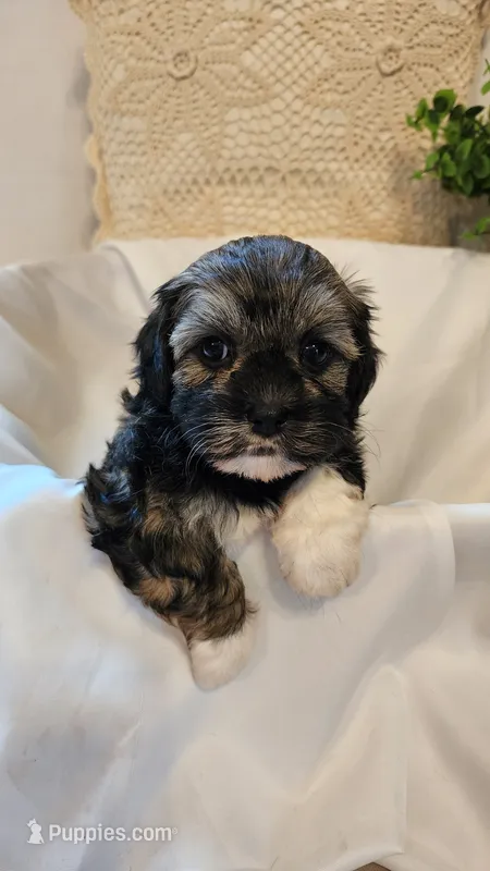 Willow – Shih Tzu, Poodle - Toy  puppy for sale in Griffin, GA