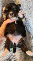 Female #2, a female Havanese and Poodle - Toy  for sale in Griffin, GA – 7 of 9