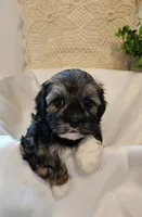 Willow, a female Shih Tzu and Poodle - Toy  for sale in Griffin, GA – 3 of 9