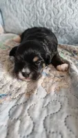 Female #2, a female Havanese and Poodle - Toy  for sale in Griffin, GA – 3 of 9
