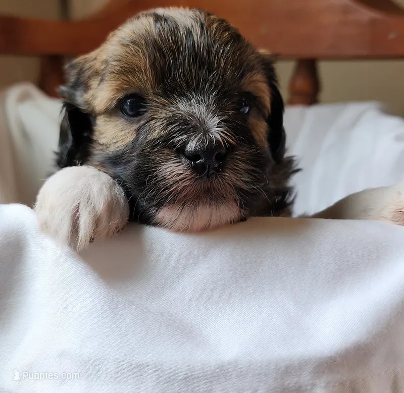 Misty – Havanese, Poodle - Toy  puppy for sale in Griffin, GA