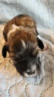 Female #1, a female Havanese and Poodle - Toy  for sale in Griffin, GA – 10 of 10