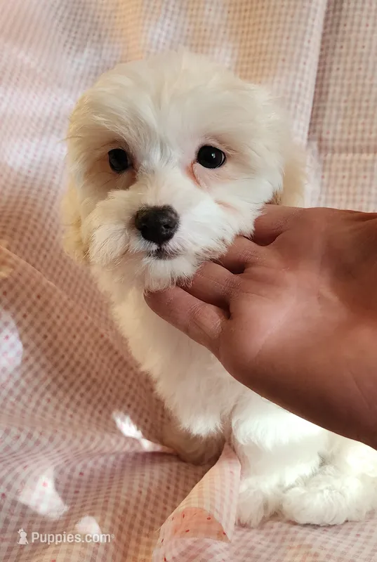Pearl – Shih Tzu, Poodle - Toy  puppy for sale in Griffin, GA