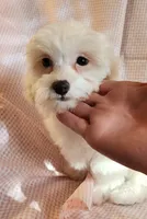 Pearl, a female Shih Tzu and Poodle - Toy  for sale in Griffin, GA – 1 of 7