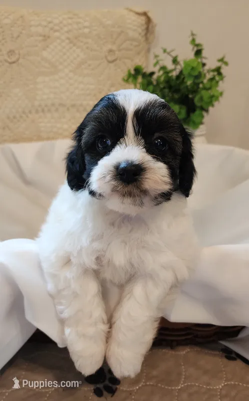 Lily – Shih Tzu, Poodle - Toy  puppy for sale in Griffin, GA