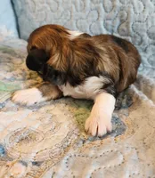 Female #1, a female Havanese and Poodle - Toy  for sale in Griffin, GA – 3 of 10