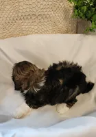 Willow, a female Shih Tzu and Poodle - Toy  for sale in Griffin, GA – 8 of 9