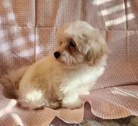 Pearl, a female Shih Tzu and Poodle - Toy  for sale in Griffin, GA – 2 of 7