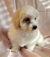Pearl, a female Shih Tzu and Poodle - Toy  for sale in Griffin, GA – 3 of 7