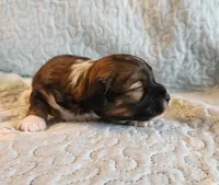 Female #1, a female Havanese and Poodle - Toy  for sale in Griffin, GA – 5 of 10