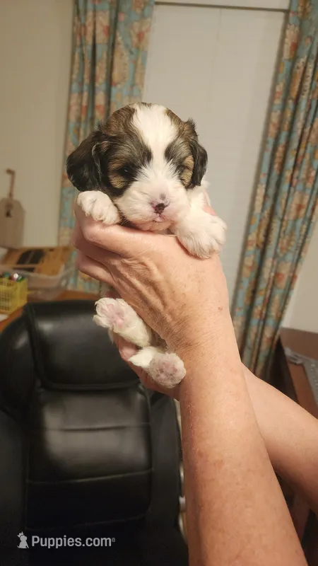 Boy #2 more pictures coming soon , a male Shihpoo for sale in Griffin, GA – Photo 1 of 1
