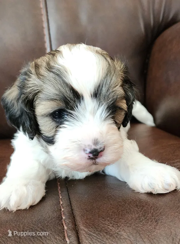 Boy #2 more pictures coming soon  – Shihpoo puppy for sale in Griffin, GA