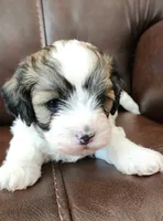 Finn , a male Shih Tzu and Poodle - Toy  for sale in Griffin, GA – Photo 1 of 10