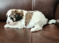 Finn , a male Shih Tzu and Poodle - Toy  for sale in Griffin, GA – Photo 2 of 10