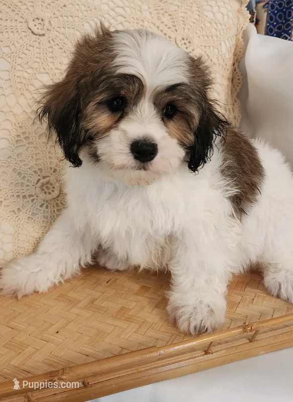 Finn  – Shih Tzu, Poodle - Toy  puppy for sale in Griffin, GA