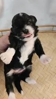 Poppy, a female Shih Tzu and Poodle - Toy  for sale in Griffin, GA – 5 of 7
