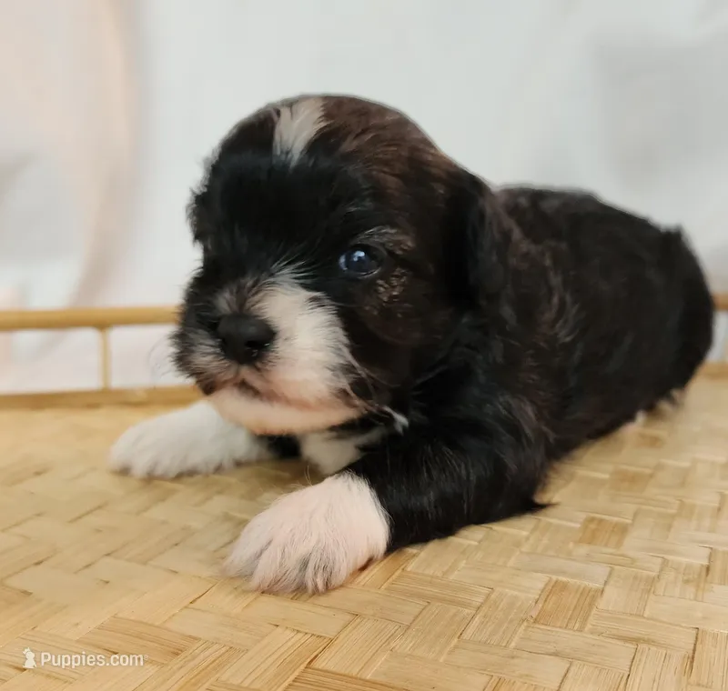 Poppy – Shih Tzu, Poodle - Toy  puppy for sale in Griffin, GA
