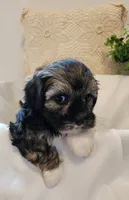Willow, a female Shih Tzu and Poodle - Toy  for sale in Griffin, GA – 6 of 9