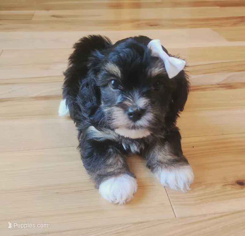 Ava – Havanese, Poodle - Toy  puppy for sale in Griffin, GA