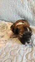 Female #1, a female Havanese and Poodle - Toy  for sale in Griffin, GA – 7 of 10