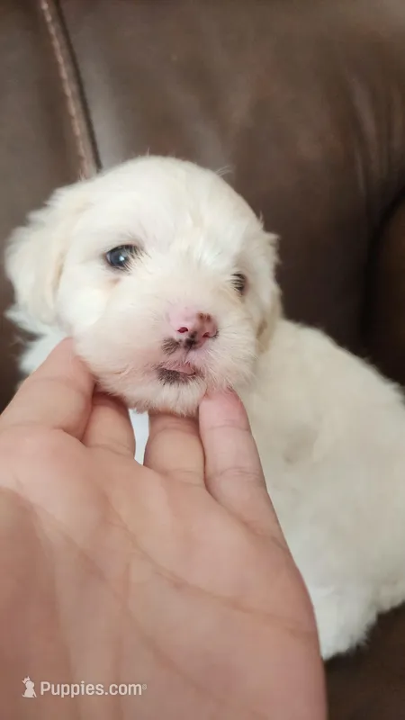 Pearl – Shihpoo puppy for sale in Griffin, GA