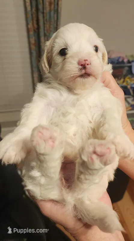 Girl #1 More pictures coming soon  – Shihpoo puppy for sale in Griffin, GA