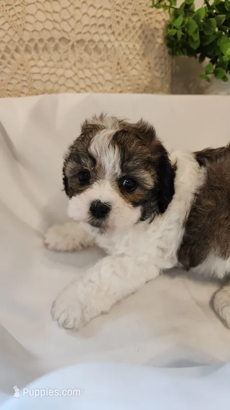 April – Shih Tzu, Poodle - Toy  puppy for sale in Griffin, GA