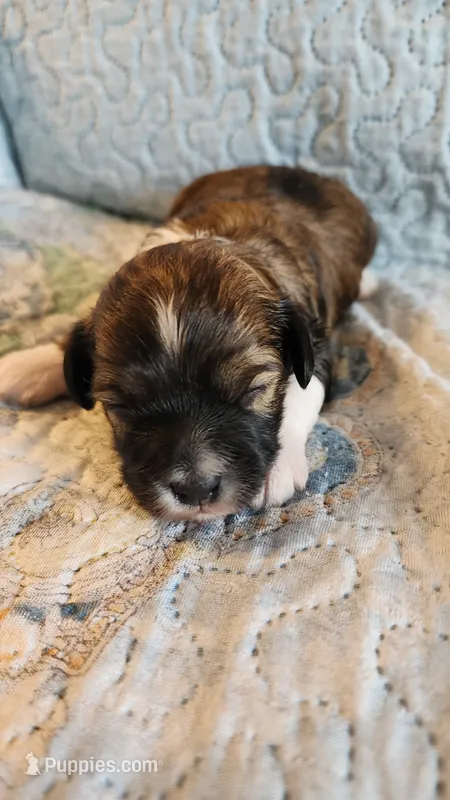Female #1 – Havanese, Poodle - Toy  puppy for sale in Griffin, GA