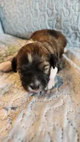 Female #1, a female Havanese and Poodle - Toy  for sale in Griffin, GA – 1 of 10