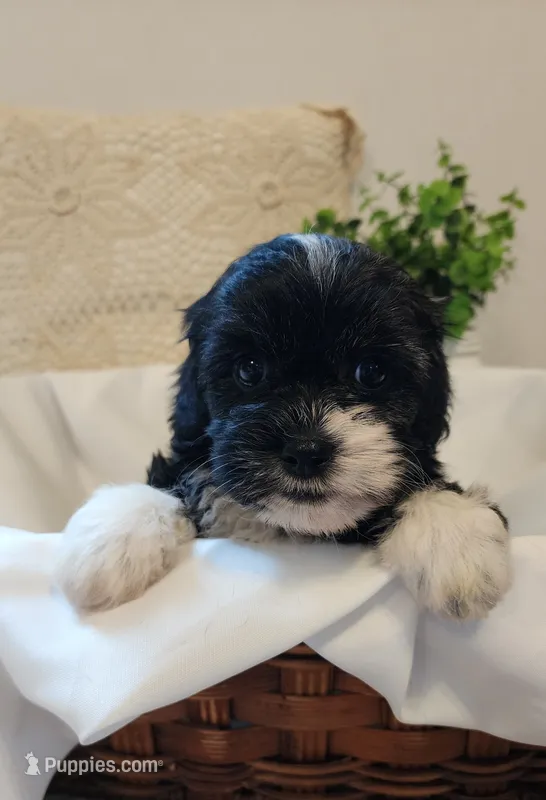 Poppy – Shih Tzu, Poodle - Toy  puppy for sale in Griffin, GA