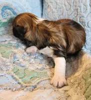 Female #1, a female Havanese and Poodle - Toy  for sale in Griffin, GA – 4 of 10