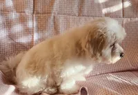 Pearl, a female Shih Tzu and Poodle - Toy  for sale in Griffin, GA – 5 of 7