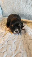 Female #2, a female Havanese and Poodle - Toy  for sale in Griffin, GA – 2 of 9