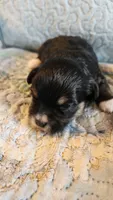 Female #2, a female Havanese and Poodle - Toy  for sale in Griffin, GA – 8 of 9