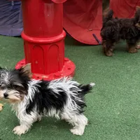 Trudi, a female Yorkshire Terrier for sale in Cleveland, TX – Photo 2 of 2