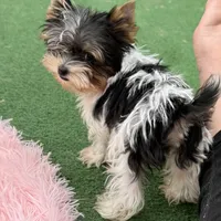 Trudi, a female Yorkshire Terrier for sale in Cleveland, TX – Photo 1 of 2