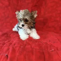 Tangi’s Gold Parti Boy, a male Yorkshire Terrier for sale in Cleveland, TX – Photo 1 of 3