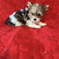 Tangi’s Gold Parti Boy, a male Yorkshire Terrier for sale in Cleveland, TX – Photo 3 of 3