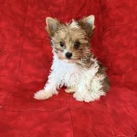 Tangi’s Gold Parti Girl 2, a female Yorkshire Terrier for sale in Cleveland, TX – Photo 2 of 4