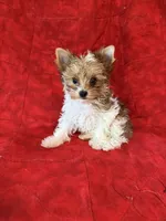 Tangi’s Gold Parti Girl 2, a female Yorkshire Terrier for sale in Cleveland, TX – Photo 2 of 4