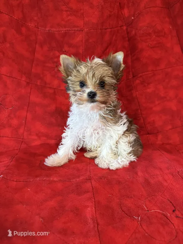 Tangi’s Gold Parti Girl 2