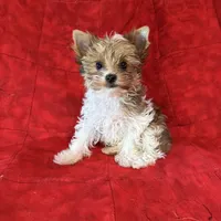 Tangi’s Gold Parti Girl 2, a female Yorkshire Terrier for sale in Cleveland, TX – Photo 1 of 4