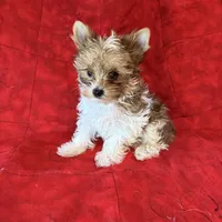 Tangi’s Gold Parti Girl 2, a female Yorkshire Terrier for sale in Cleveland, TX – Photo 3 of 4