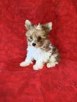 Tangi’s Gold Parti Girl 2, a female Yorkshire Terrier for sale in Cleveland, TX – Photo 3 of 4