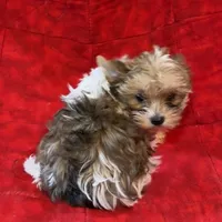 Tangi’s Gold Parti Girl 2, a female Yorkshire Terrier for sale in Cleveland, TX – Photo 4 of 4
