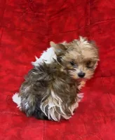 Tangi’s Gold Parti Girl 2, a female Yorkshire Terrier for sale in Cleveland, TX – Photo 4 of 4