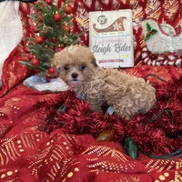 Pang’s Girl, a female Maltipoo for sale in Cleveland, TX – Photo 2 of 3