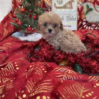 Pang’s Girl, a female Maltipoo for sale in Cleveland, TX – Photo 1 of 3